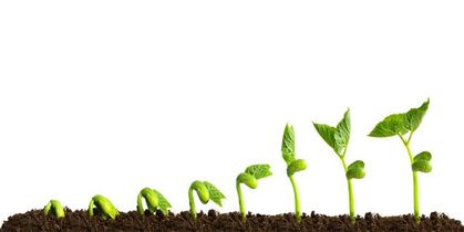 Help shape the Organization