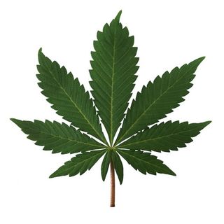 Cannabis in Sport: Still Prohibited